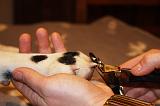 GRIFFES - DALMATIEN 037